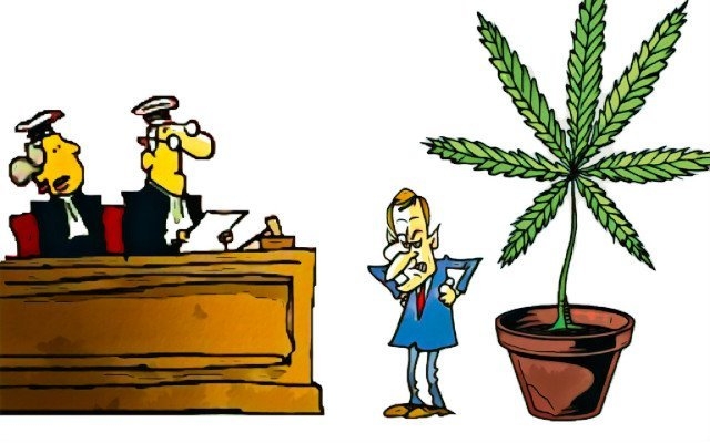 Francia, il Consiglio di Stato sospende il divieto alla vendita di foglie e fiori di Cannabis sativa L